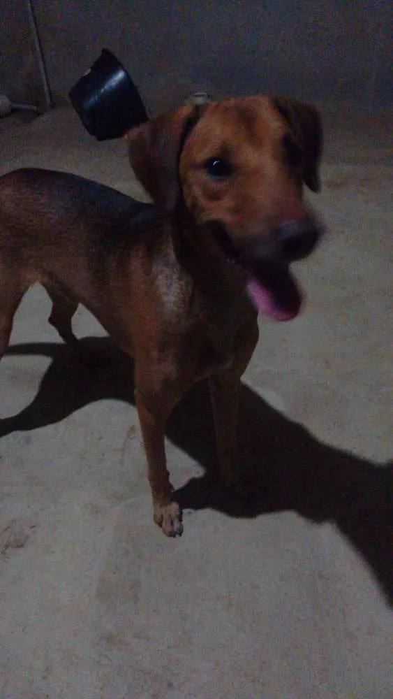 Cachorro ra a vira lata idade 2 anos nome sansão