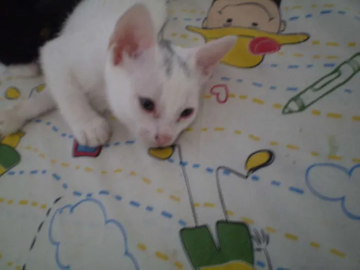 Gato ra a SRD idade 2 a 6 meses nome Liz