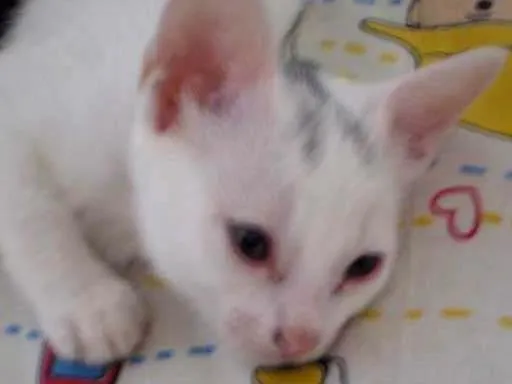 Gato ra a SRD idade 2 a 6 meses nome Liz