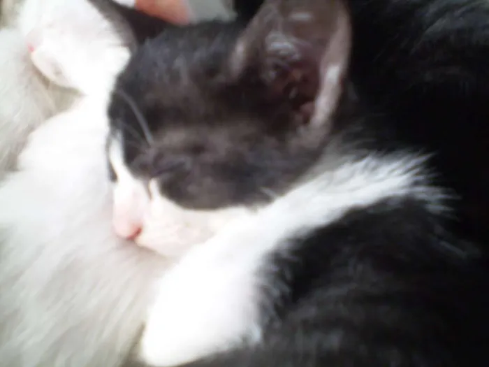 Gato ra a SRD idade 2 a 6 meses nome Nina