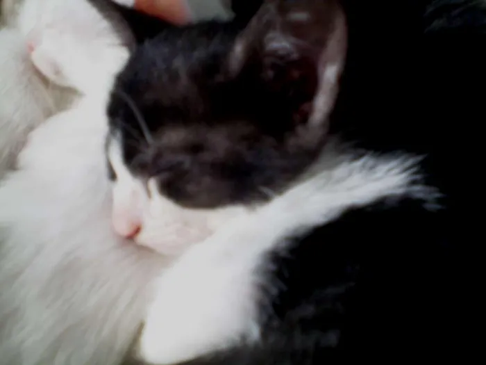 Gato ra a SRD idade 2 a 6 meses nome Nina