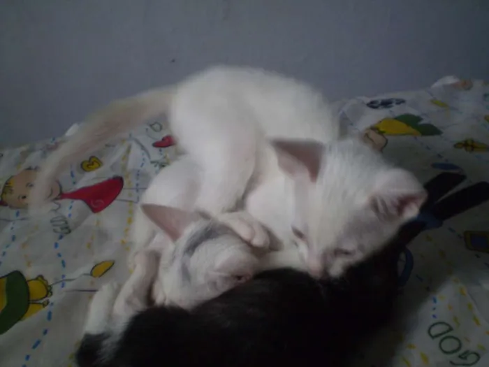 Gato ra a SRD idade 2 a 6 meses nome Chantilly
