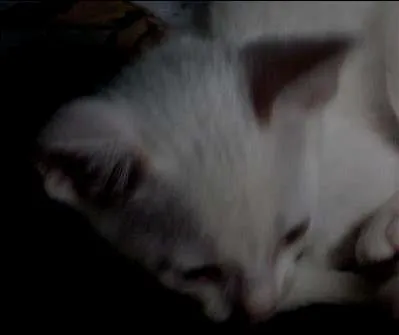 Gato ra a SRD idade 2 a 6 meses nome Chantilly