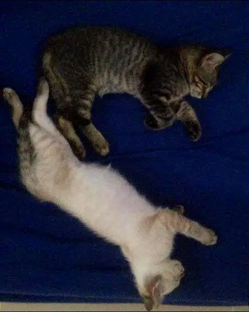 Gato raça  idade 2 a 6 meses nome nome