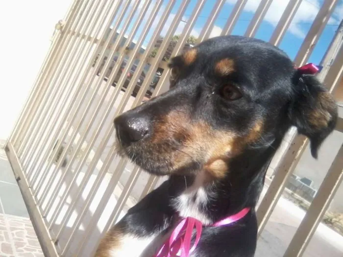 Cachorro ra a SRD idade 4 anos nome sofia