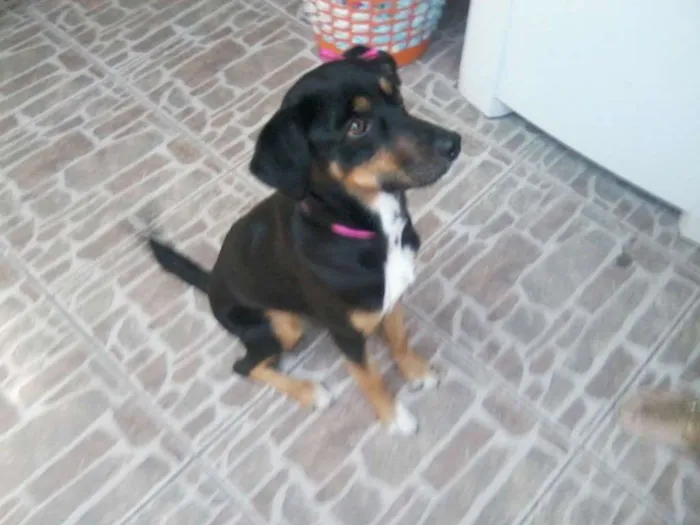 Cachorro ra a SRD idade 4 anos nome sofia