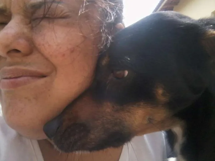 Cachorro ra a SRD idade 4 anos nome sofia