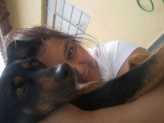 Cachorro ra a SRD idade 4 anos nome sofia