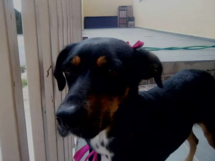 Cachorro ra a SRD idade 4 anos nome sofia