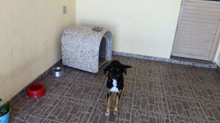 Cachorro ra a SRD idade 4 anos nome sofia