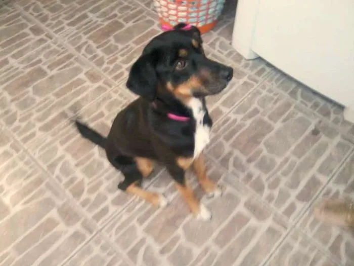 Cachorro ra a SRD idade 4 anos nome sofia