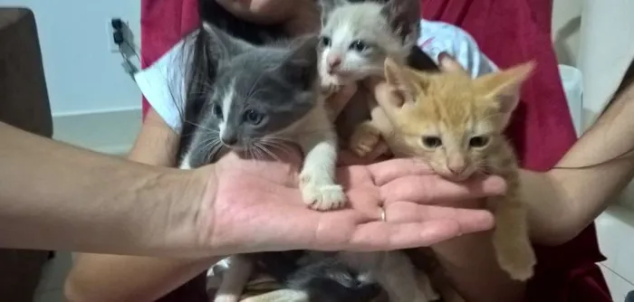 Gato raça  idade Abaixo de 2 meses nome Sem nome