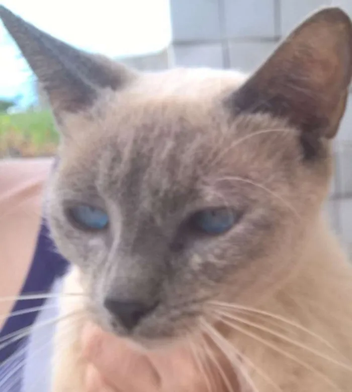Gato raça  idade Abaixo de 2 meses nome Sem nome