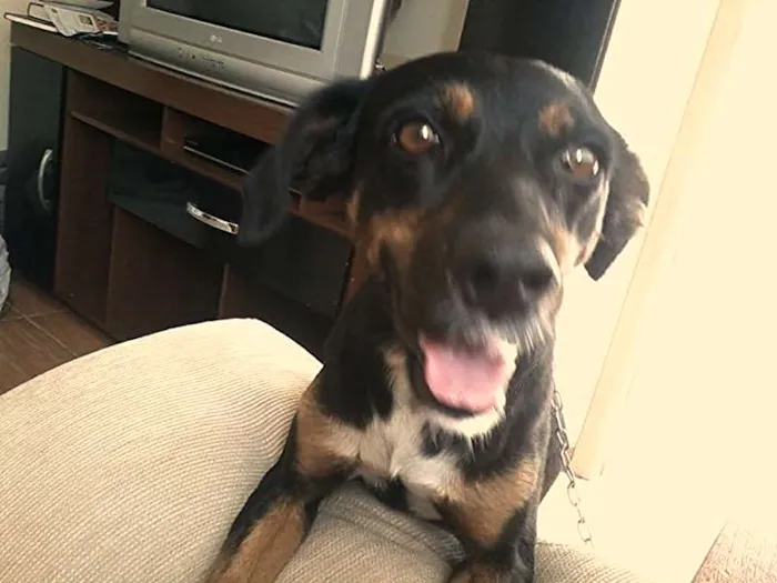 Cachorro ra a SRD idade 4 anos nome sofia