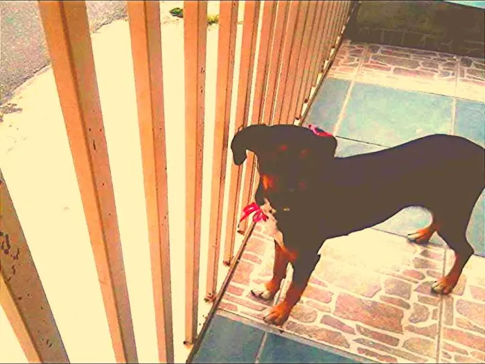 Cachorro ra a SRD idade 4 anos nome sofia