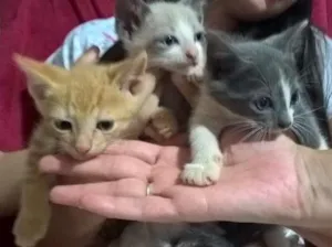 Gato raça  idade Abaixo de 2 meses nome Sem nome