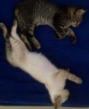 Gato raça  idade 2 a 6 meses nome nome