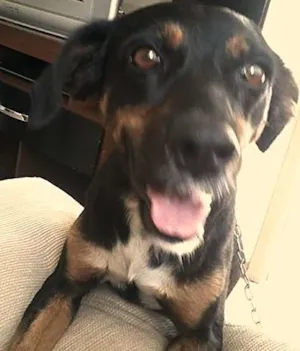 Cachorro raça SRD idade 4 anos nome sofia