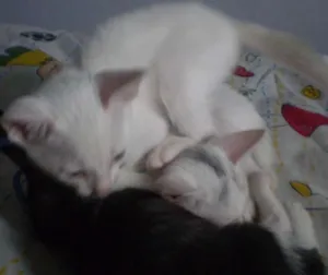 Gato raça SRD idade 2 a 6 meses nome Chantilly