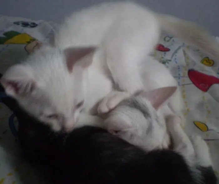 Gato ra a SRD idade 2 a 6 meses nome Chantilly