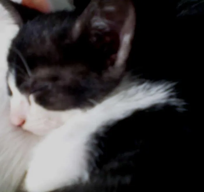 Gato ra a SRD idade 2 a 6 meses nome Nina