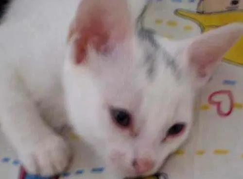 Gato ra a SRD idade 2 a 6 meses nome Liz