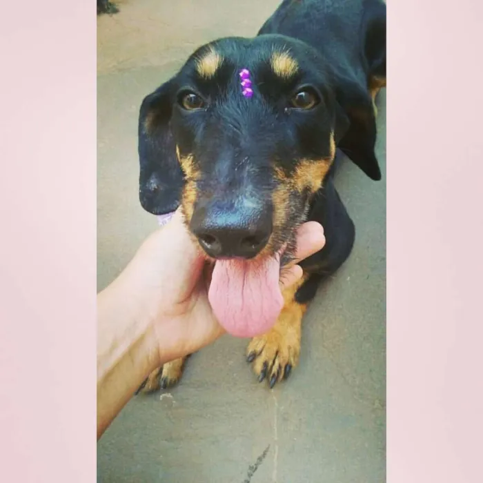Cachorro ra a vira lata idade 4 anos nome Pedrita