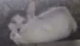 peter