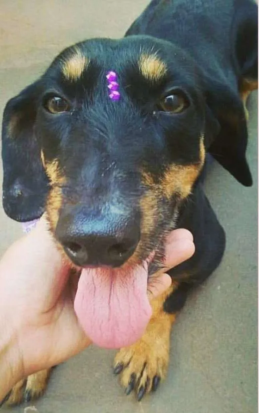 Cachorro ra a vira lata idade 4 anos nome Pedrita