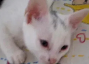 Gato raça SRD idade 2 a 6 meses nome Liz