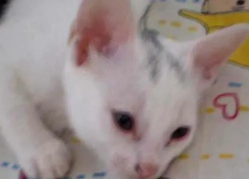 Gato ra a SRD idade 2 a 6 meses nome Liz