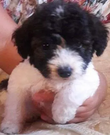 Cachorro ra a Poodle idade  nome bebes poodle