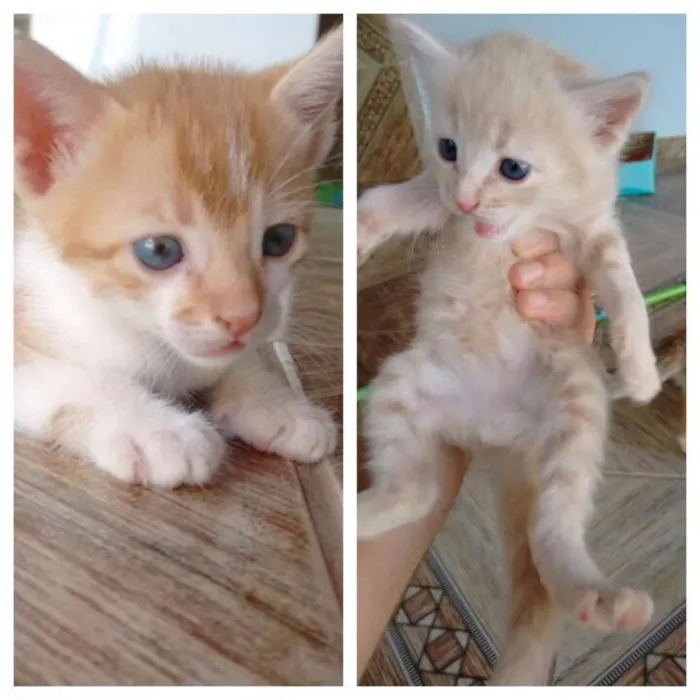 Gato raça desconhecida idade Abaixo de 2 meses nome Ursinho e Laranjinha