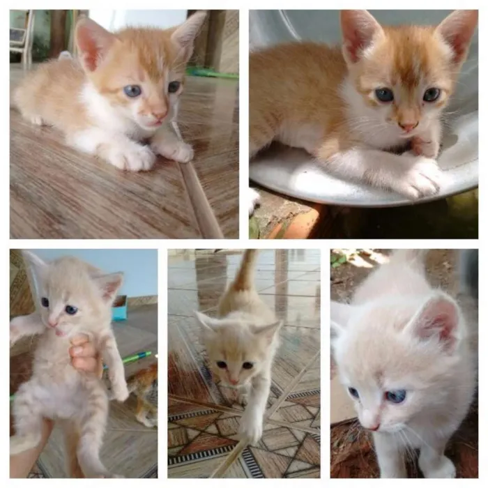Gato raça desconhecida idade Abaixo de 2 meses nome Ursinho e Laranjinha