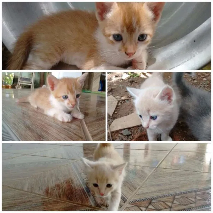 Gato raça desconhecida idade Abaixo de 2 meses nome Ursinho e Laranjinha