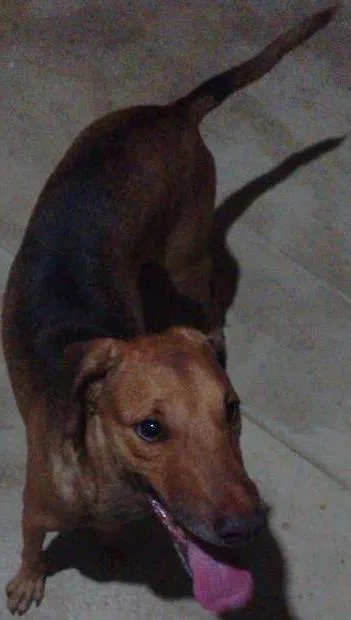 Cachorro ra a vira lata idade 2 anos nome sansão