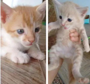 Gato raça desconhecida idade Abaixo de 2 meses nome Ursinho e Laranjinha