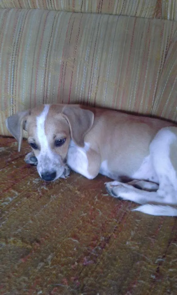 Cachorro raça misturado com labradorador idade 2 a 6 meses nome São seis filhotes
