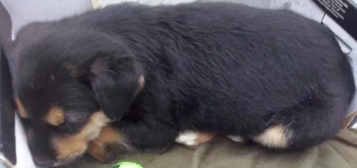 Cachorro ra a Não se sabe idade Abaixo de 2 meses nome Não tem