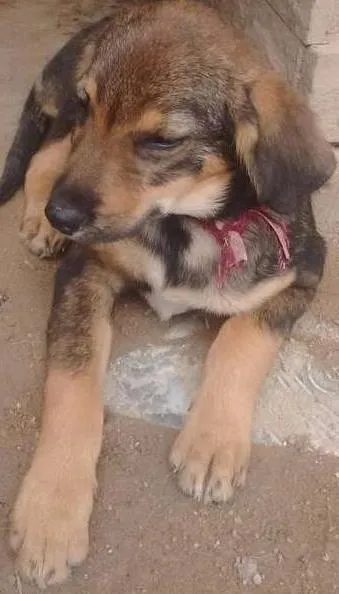 Cachorro ra a Srd idade 2 a 6 meses nome Sem nome 