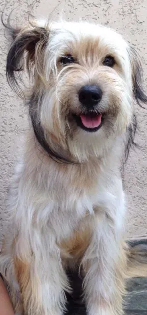 Cachorro raça Vira lata idade 1 ano nome Melissa