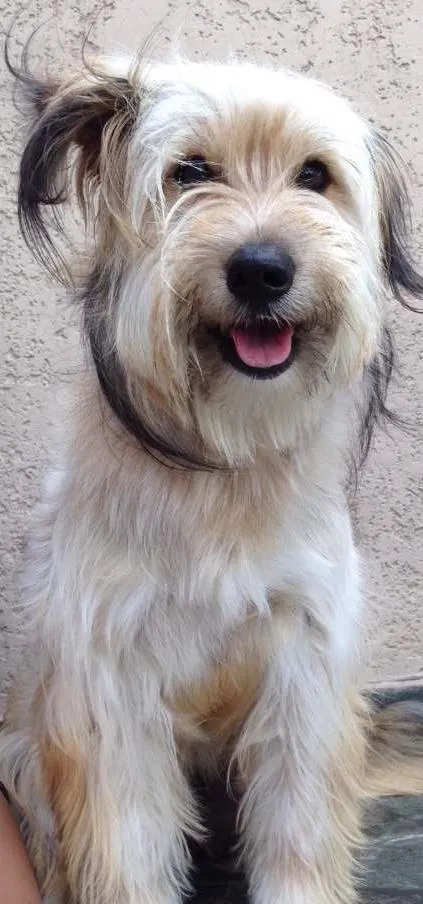 Cachorro ra a Vira lata idade 1 ano nome Melissa