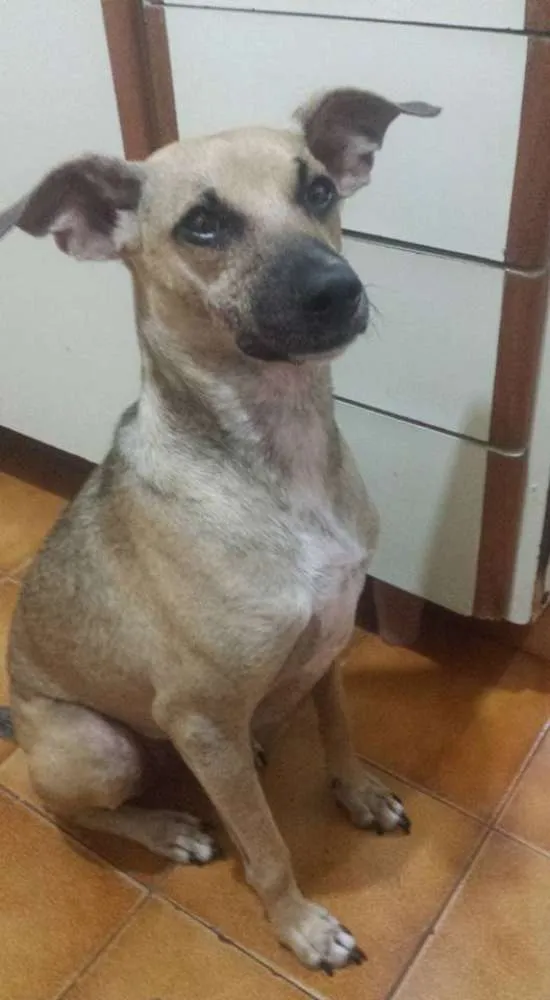 Cachorro ra a SRD idade 2 anos nome Vitor