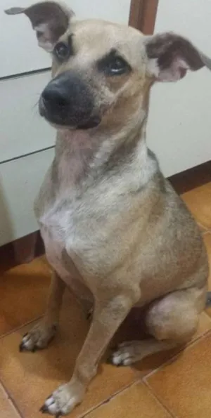 Cachorro raça SRD idade 2 anos nome Vitor
