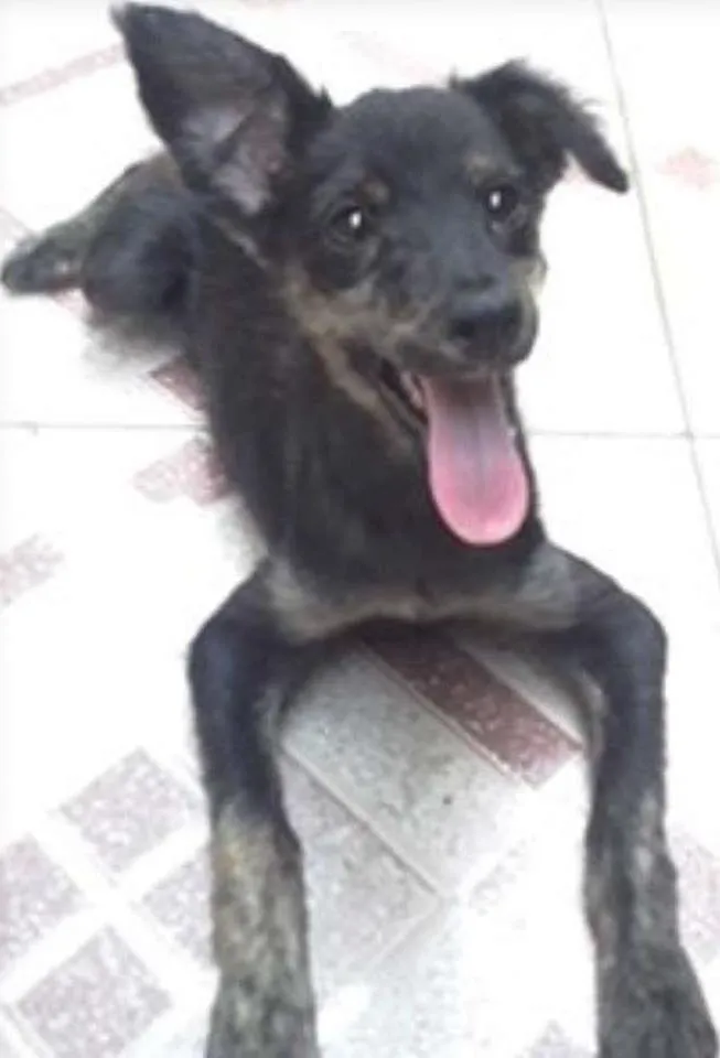 Cachorro ra a Vira-Lata idade 2 a 6 meses nome Agatha
