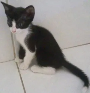 Gato raça Sem raça definida idade Abaixo de 2 meses nome Banguelinha