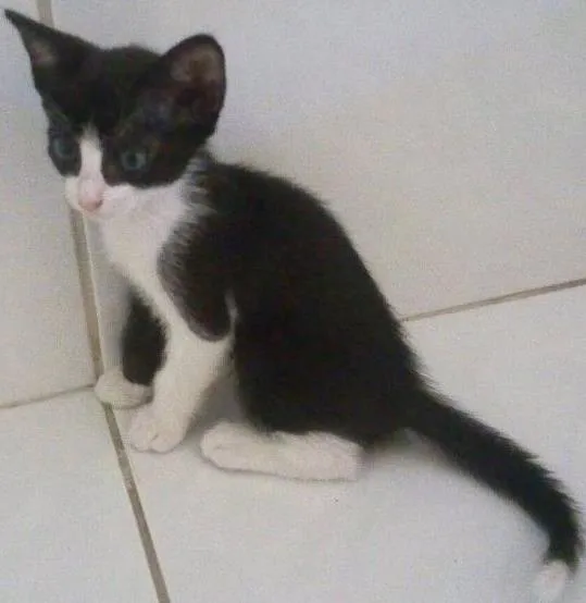 Gato ra a Sem raça definida idade Abaixo de 2 meses nome Banguelinha