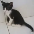 Banguelinha