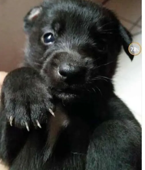 Cachorro ra a Não definida (Vira lata) idade Abaixo de 2 meses nome Filhotes