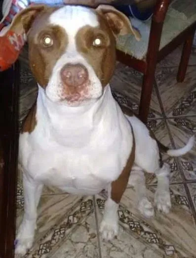Cachorro raça Pit bull  idade 6 ou mais anos nome Apolo